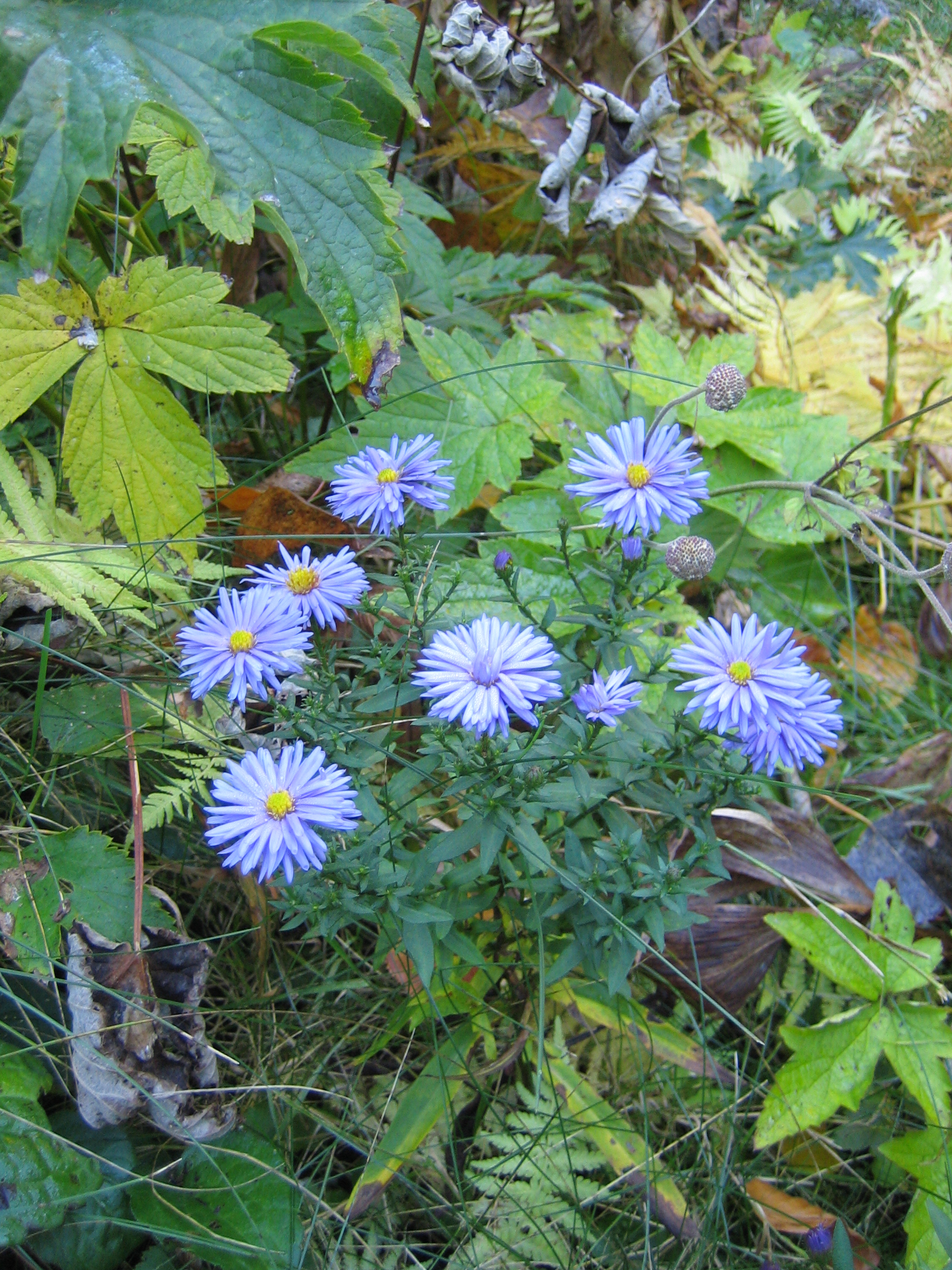 Aster Sonne