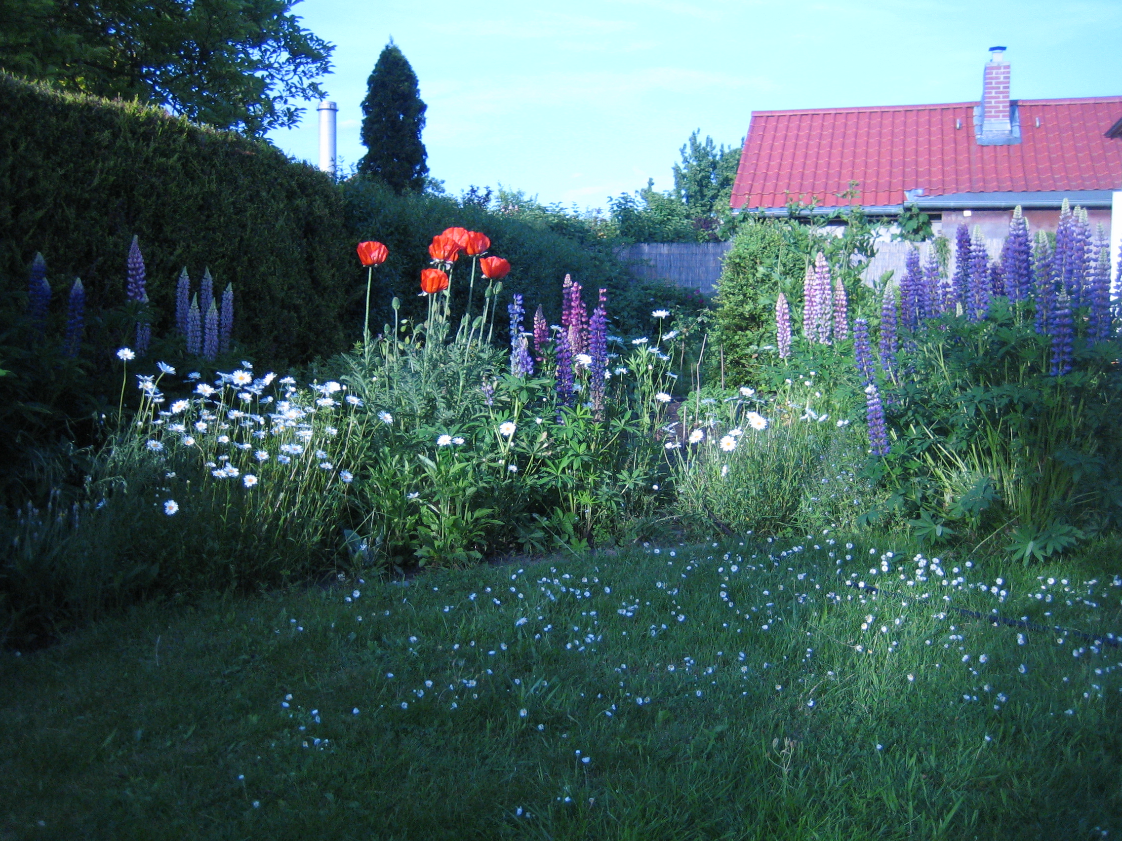 mohn_magaritte_alpenlein_gaensebluemchen_sonne