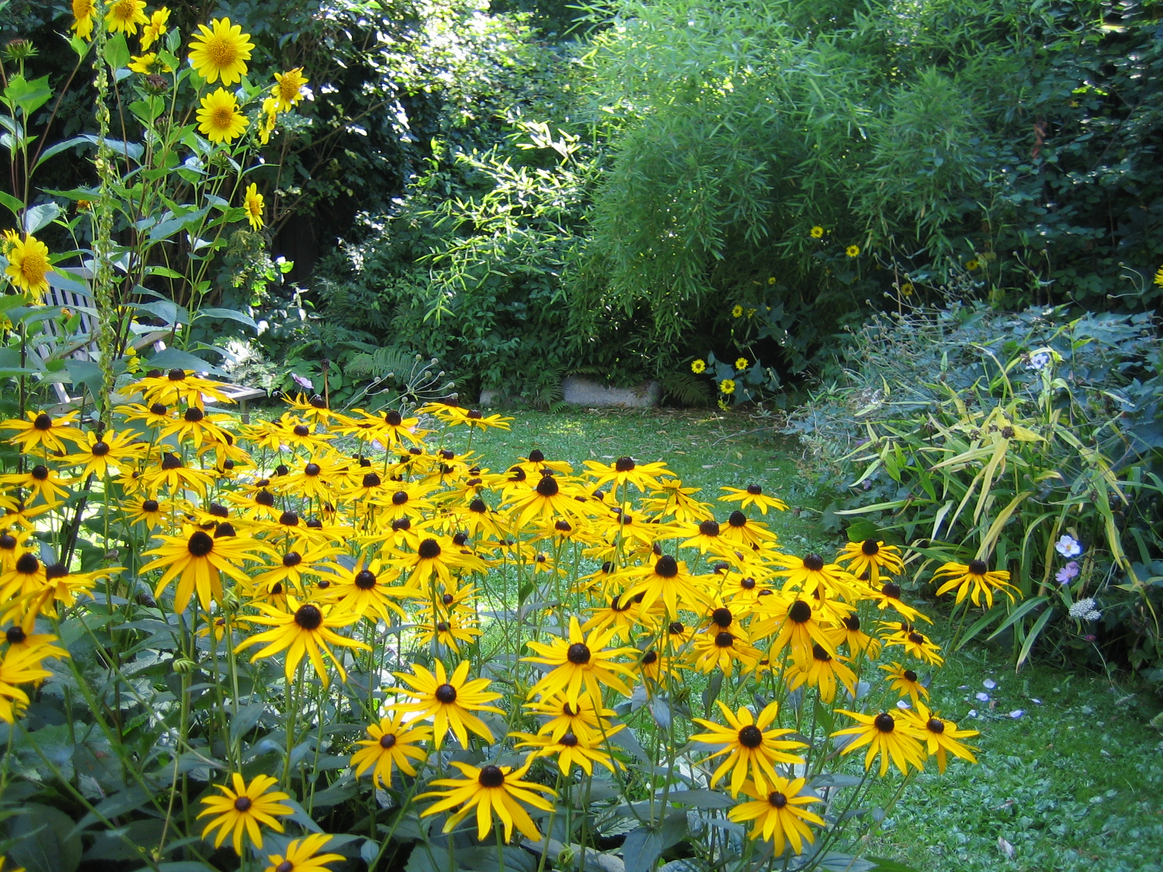 rudbeckia