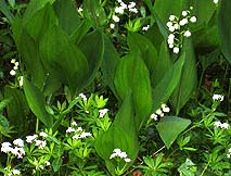 Maigloeckchen-Waldmeister